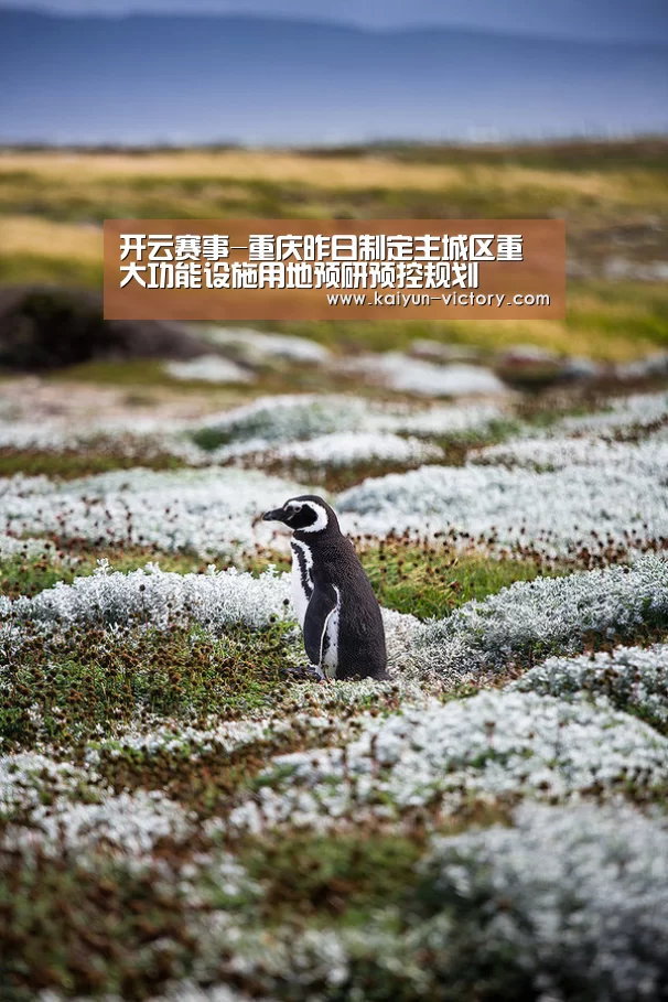 开云赛事-重庆昨日制定主城区重大功能设施用地预研预控规划(图3) 开云体育